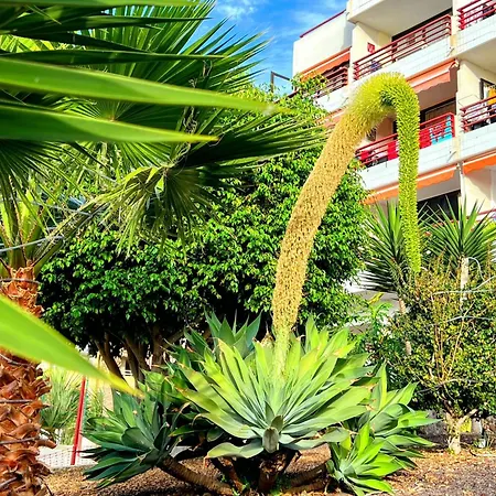 Paulmarie In Olympia Playa de las Americas (Tenerife)