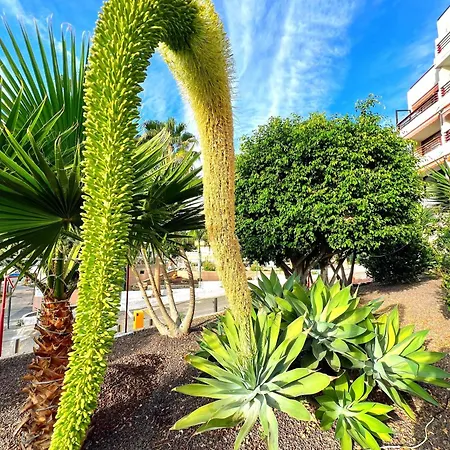 Olympia In Americas-costa Adeje